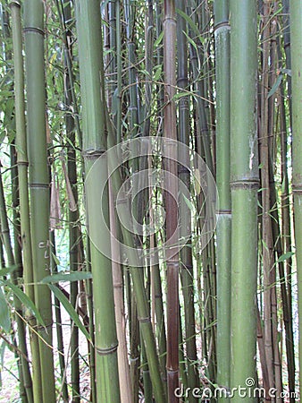 Bamboo canes Stock Photo