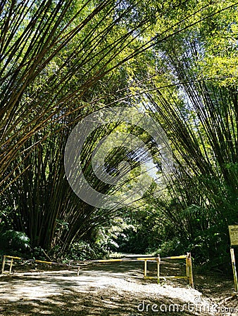 Bamboo Cathedral, Chaguaramas, Trinidad and Tobago Stock Photo
