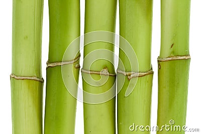 Bamboo Close-up Stock Photo