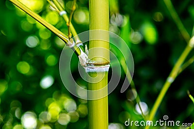 Bamboo close up Stock Photo