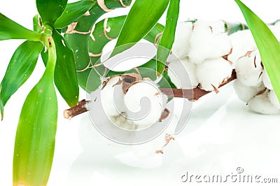 Bamboo and cotton twig Stock Photo