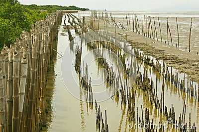 Bamboo dam and Mangrove farm Stock Photo