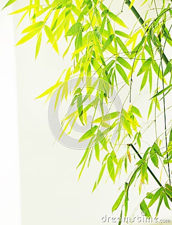 Bamboo foliage foreground Stock Photo