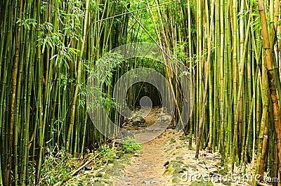 Bamboo forest Stock Photo