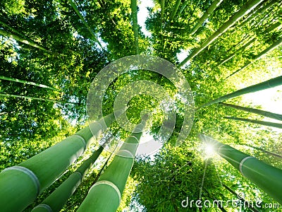 Bamboo forest Stock Photo