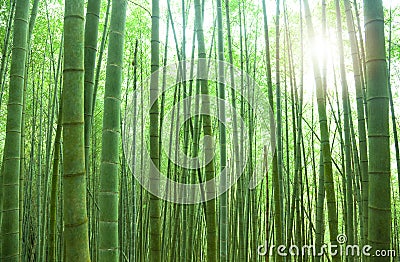 Bamboo forest Stock Photo