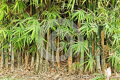 Bamboo in forest Stock Photo