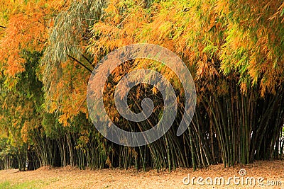 Bamboo forest in autumnal color for zen park and garden Stock Photo