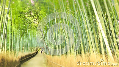 Bamboo Forest Drenched in the Sun Stock Photo