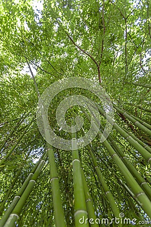 Bamboo forest flourish green in sunshine, morning foliage background. Stock Photo