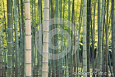 Bamboo forest natural background at Expo `70 Commemorative Park in Osaka, Japan Stock Photo