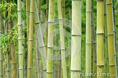 Bamboo Stock Photo