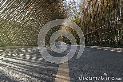 Bamboo Forest at sunset in China Stock Photo