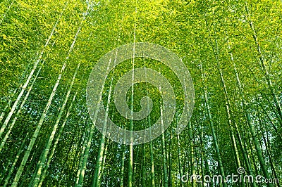 Bamboo forest tall trees China looking up into canopy Stock Photo