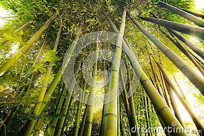 Bamboo forest texture sunlight flare through tree Stock Photo