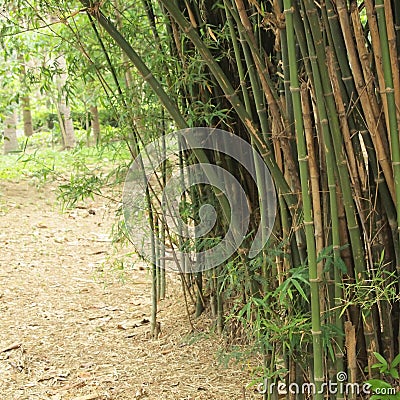 Bamboo forest. Trees inside tropical jungle Stock Photo