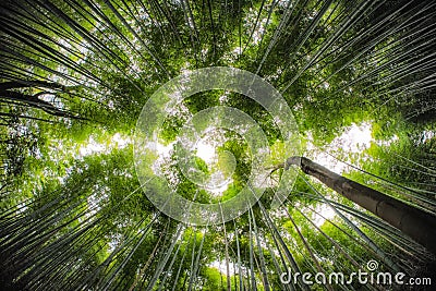 Bamboo Forrest shot straight up into the sky with fish-eye lens Stock Photo