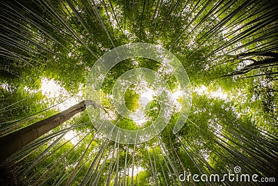 Bamboo Forrest shot straight up into the sky with fish-eye lens Stock Photo