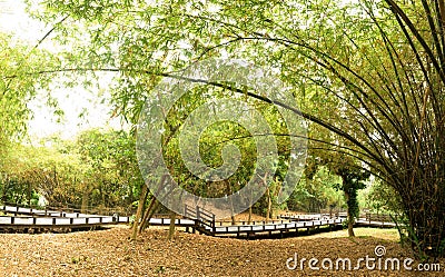 Bamboo garden Stock Photo