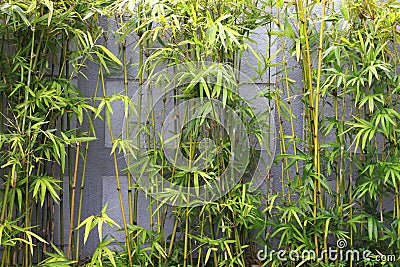 Bamboo garden Stock Photo