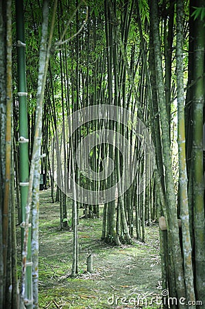 Bamboo Garden Stock Photo