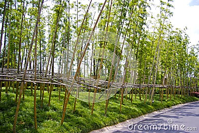 Bamboo garden Stock Photo