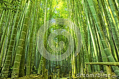 Bamboo Garden in Kamakura Japan Stock Photo