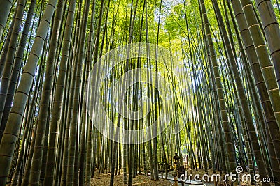 Bamboo Garden in Kamakura Japan Stock Photo