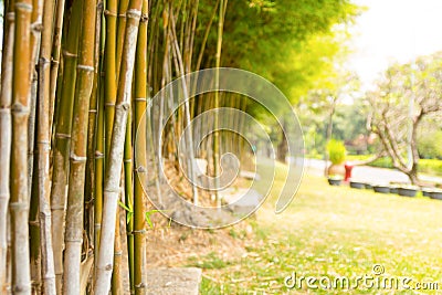Bamboo garden Stock Photo