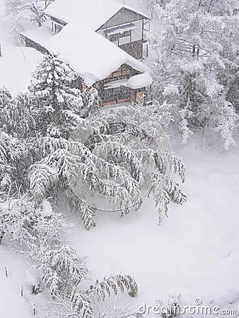 Bamboo garden under the snow Stock Photo