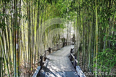 Bamboo Garden Stock Photo