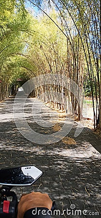 Bamboo gate enterance Stock Photo