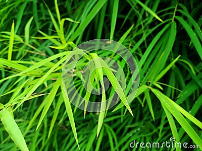 Bamboo is a grass-type plant with cavities and segments in its stems and is green in color Stock Photo