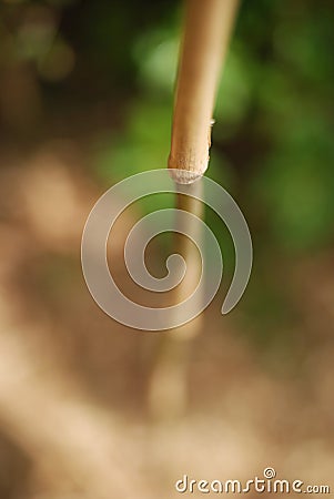 Bamboo grass zen Stock Photo