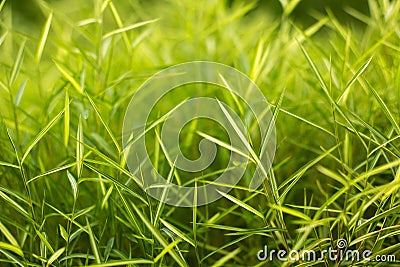 Bamboo Stock Photo