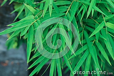 Bamboo green leaves natural background japanese environment chin Stock Photo