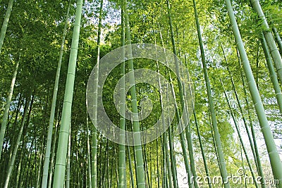 Bamboo grove Stock Photo