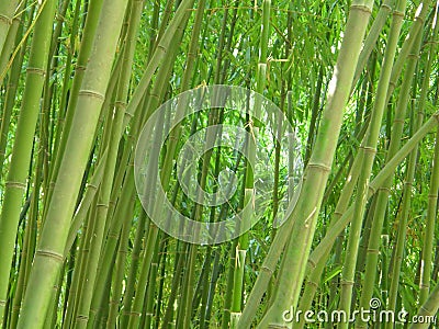 Bamboo grove. Stock Photo