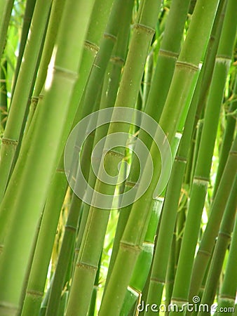 Bamboo grove. Stock Photo