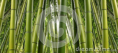 Bamboo Grove Stock Photo