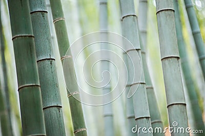 Bamboo grove, bamboo forest Stock Photo