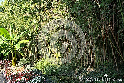 Bamboo grove and a banana palm tree in the garden Stock Photo