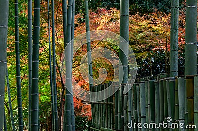 Bamboo grove at Japanese garden in autumn, Japan Stock Photo