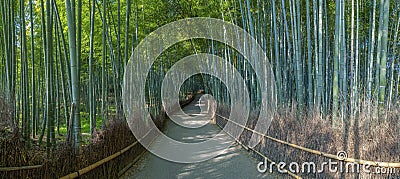 Bamboo grove in Kyoto Stock Photo