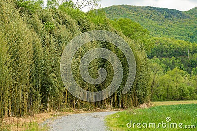 Bamboo growing at the edge of the field Stock Photo