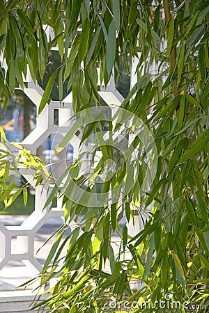 Bamboo growing in front of stone latticework Stock Photo