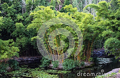 Bamboo island in lake in botanical gardens with lily pads Stock Photo