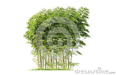 Bamboo. Isolated tree on white background. Stock Photo