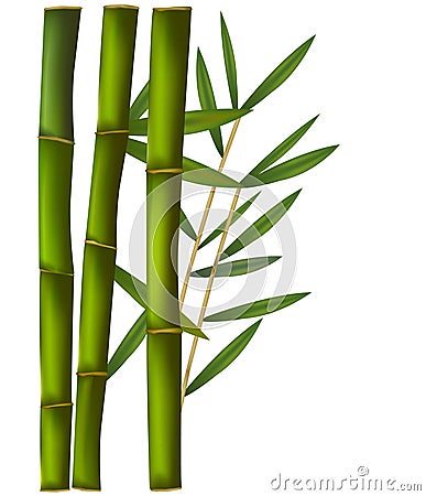 Bamboo isolated on white background. Vector Illustration