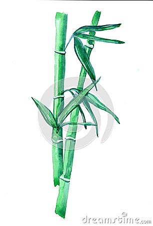 Bamboo isolated on a white background Cartoon Illustration